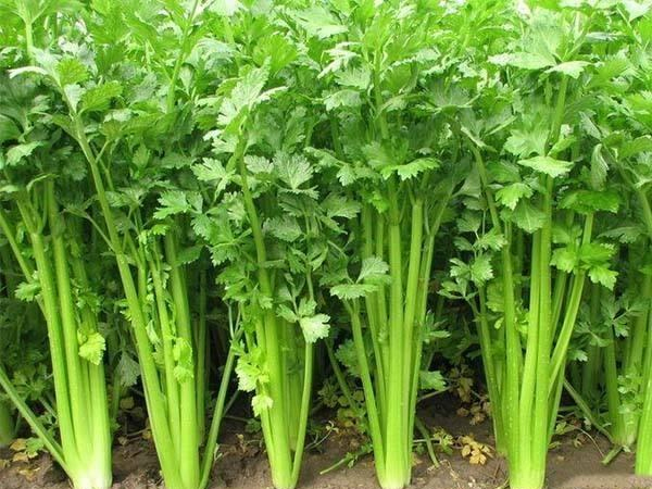 池州专业团餐配送价格